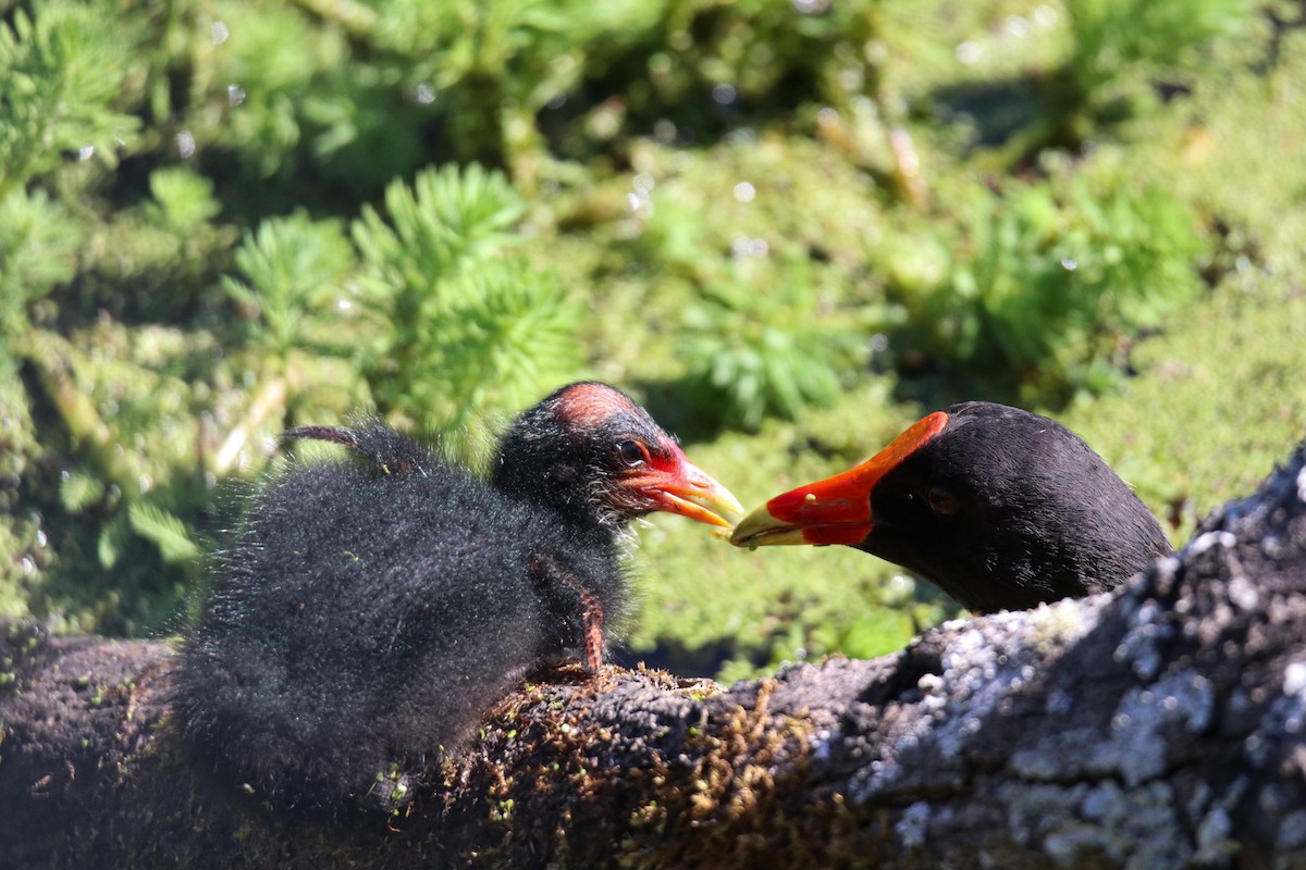 Karaca Sutavuğu - ML643586541