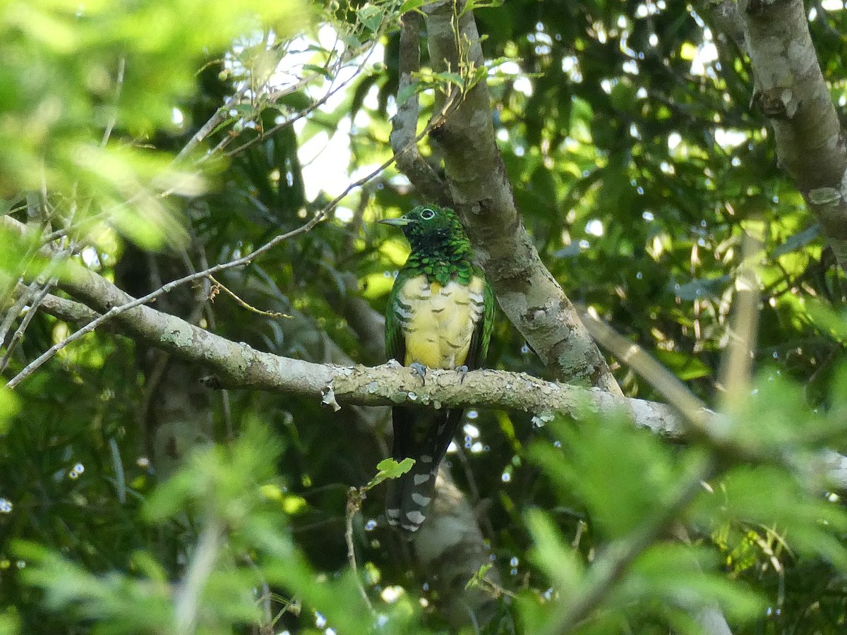 African Emerald Cuckoo - ML643586542