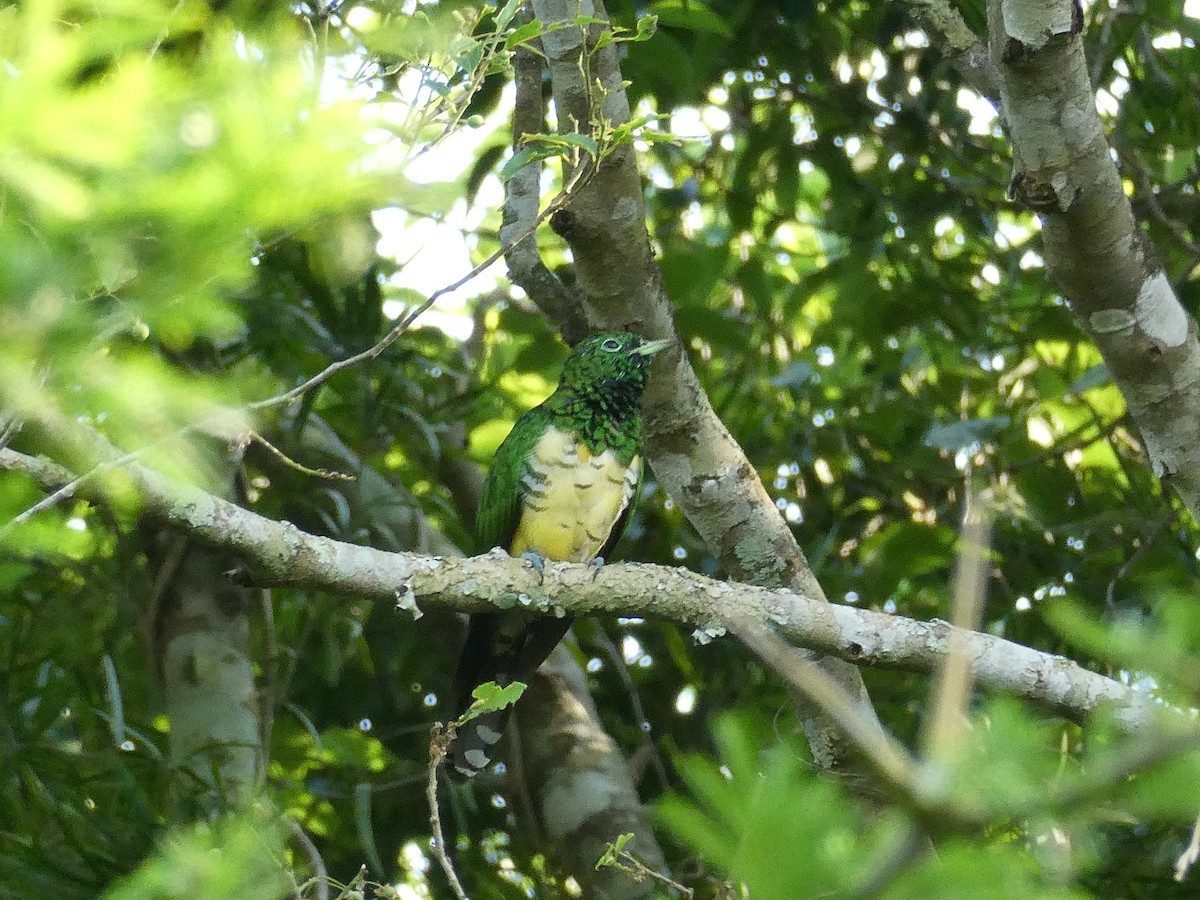 African Emerald Cuckoo - ML643586544
