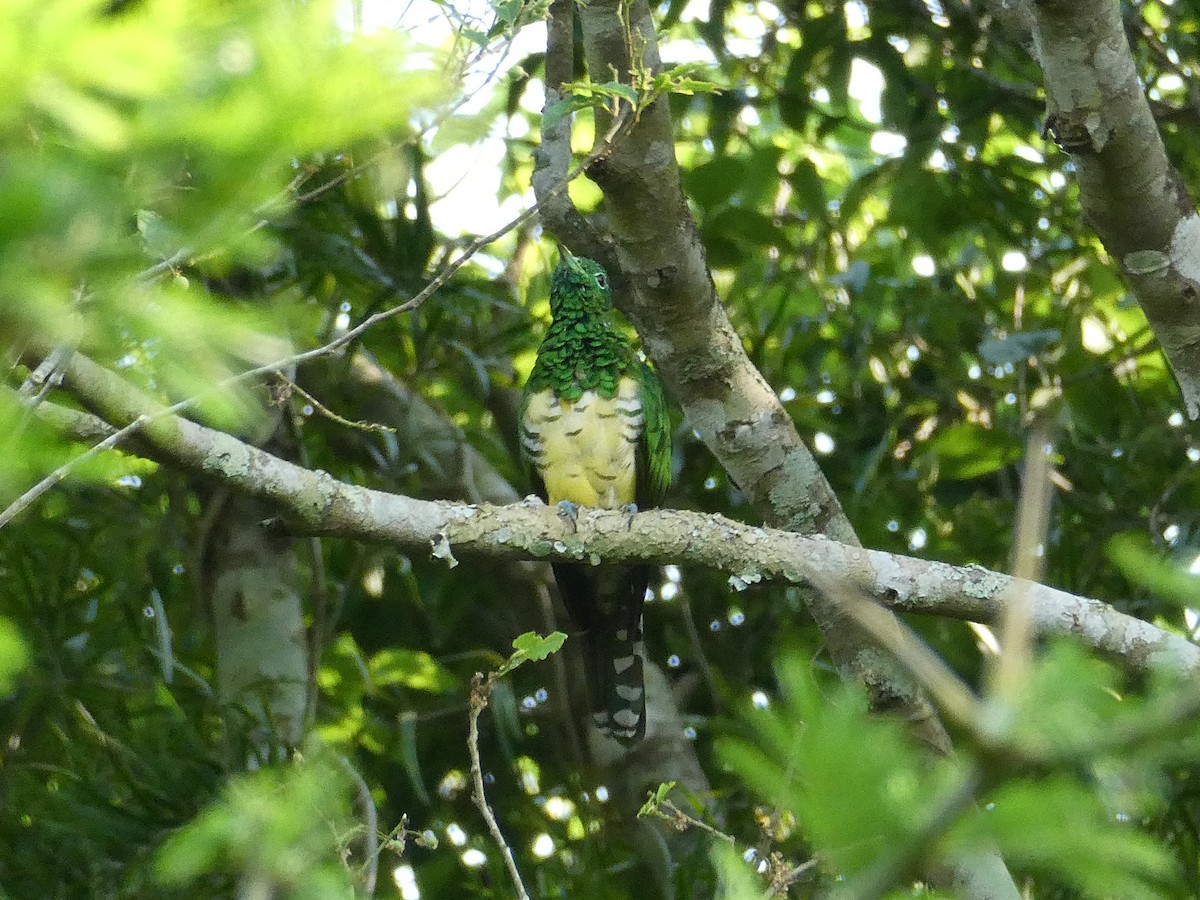 African Emerald Cuckoo - ML643586545