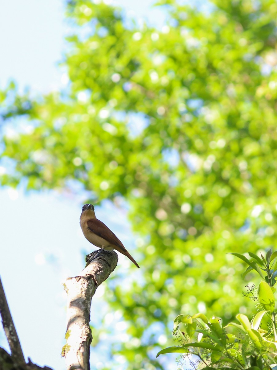 Crested Becard - ML643586591
