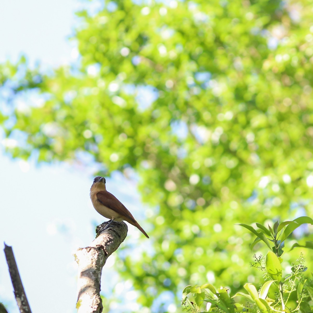 Crested Becard - ML643586592