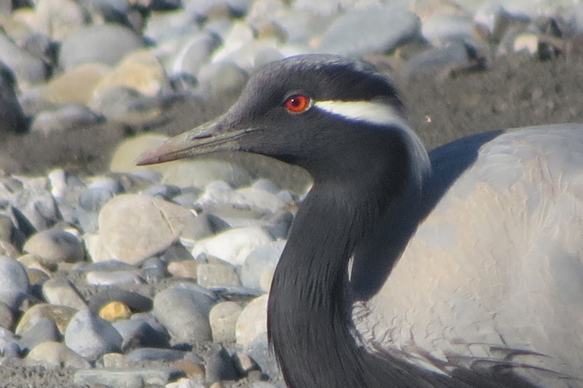 Demoiselle Crane - ML643586613