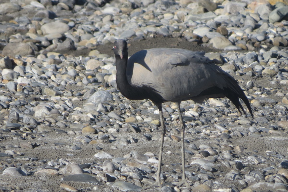 Demoiselle Crane - ML643586614