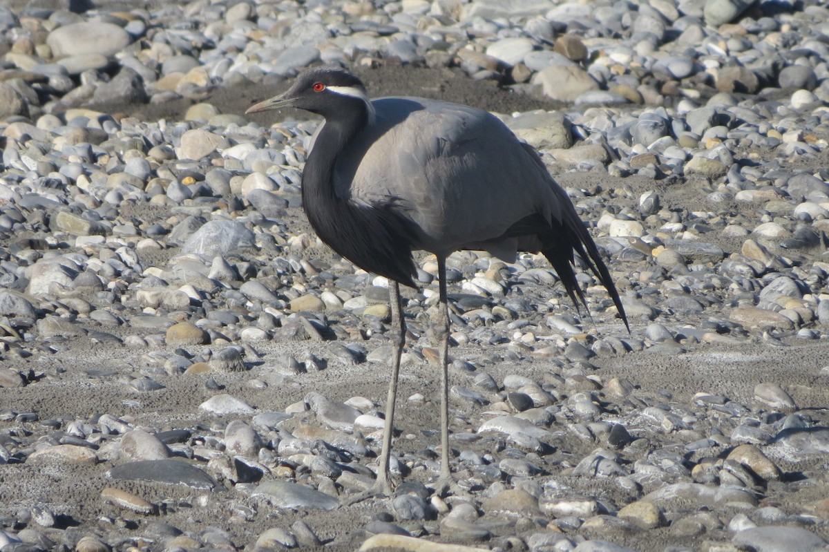 Demoiselle Crane - ML643586615
