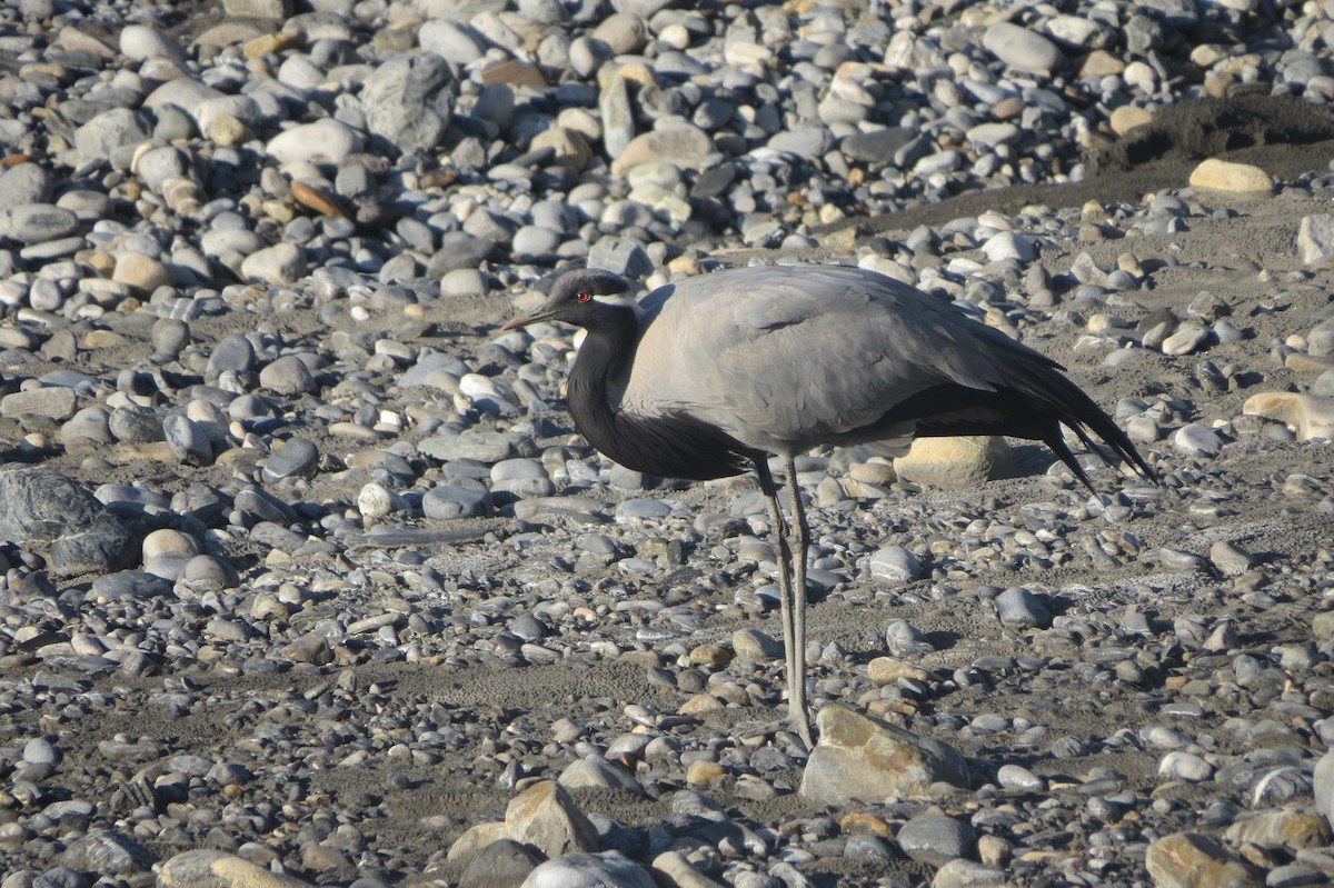 Demoiselle Crane - ML643586617