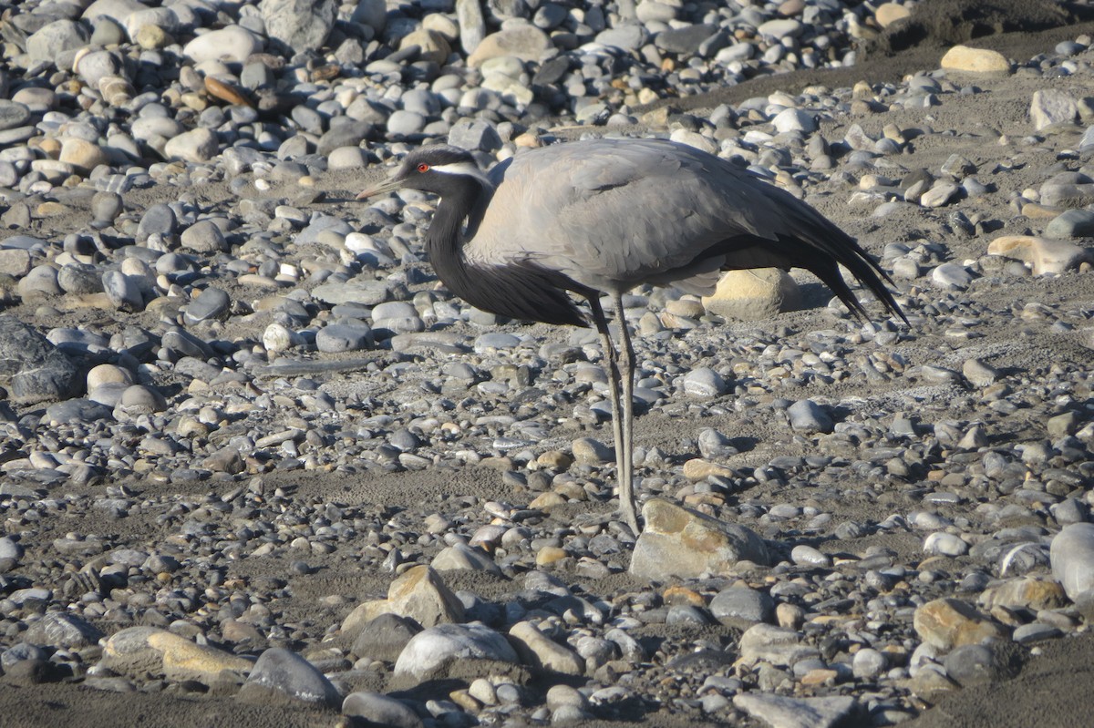 Demoiselle Crane - ML643586618