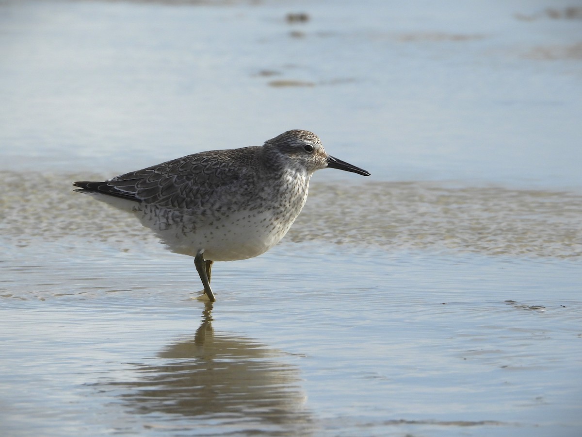 polarsnipe - ML643586631