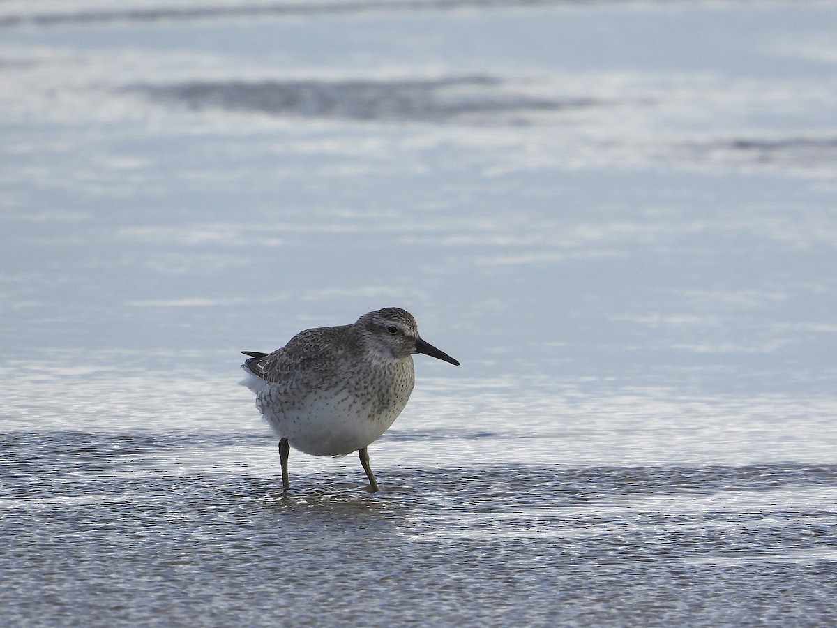 polarsnipe - ML643586632