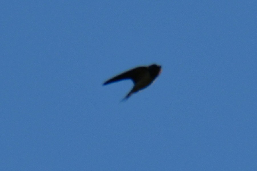 Barn Swallow - ML643586651