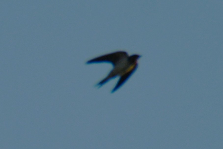 Barn Swallow - ML643586652