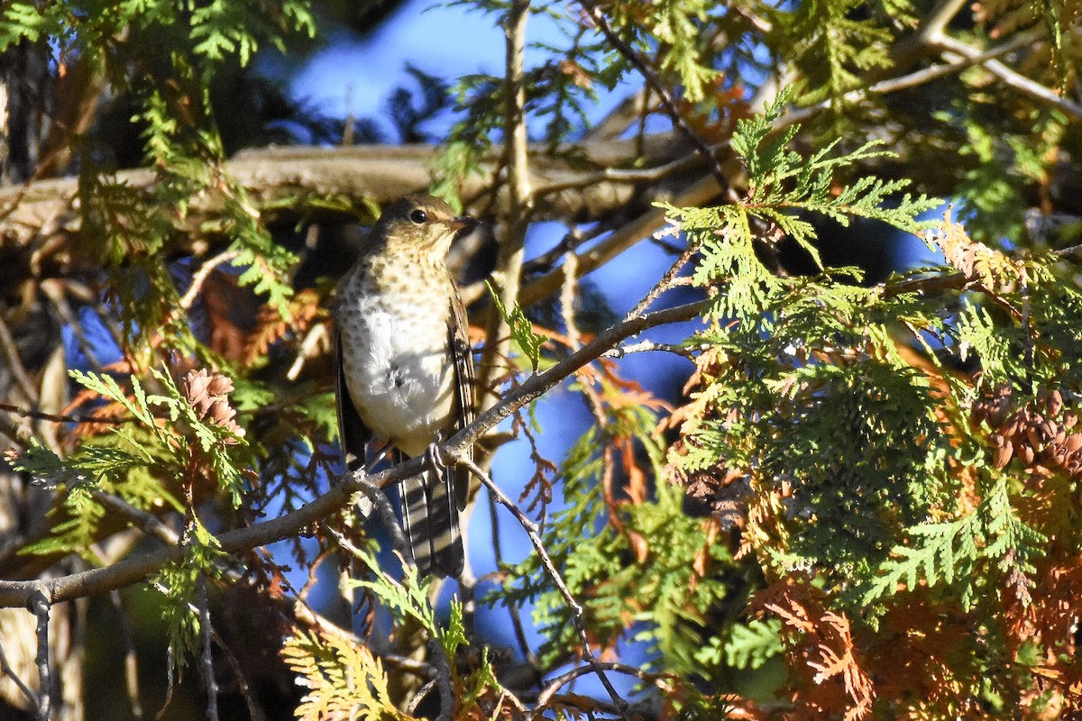 Grive à dos olive - ML643586675