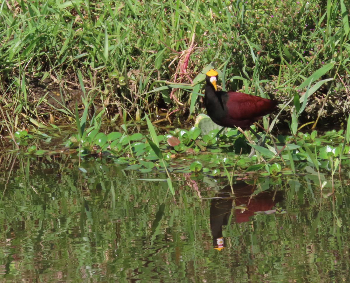 Northern Jacana - ML643586702