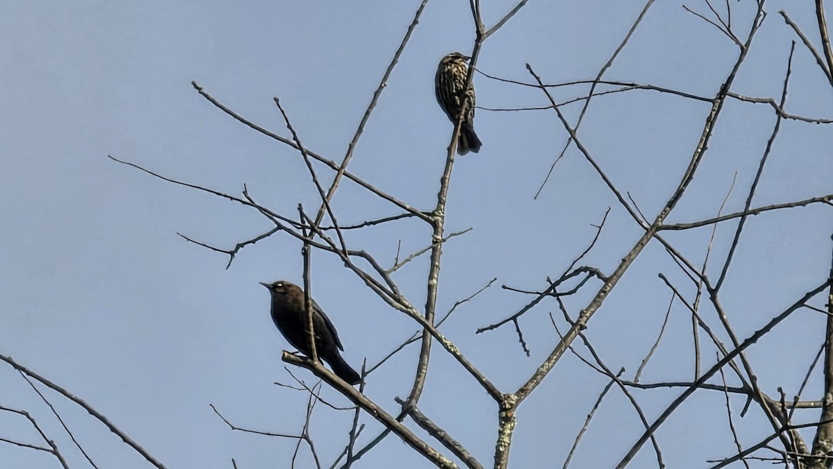 kanadatrupial - ML643586738