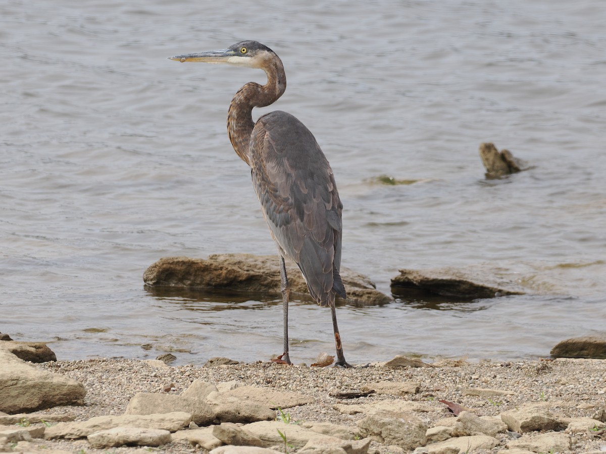 Great Blue Heron (Great Blue) - ML643586759
