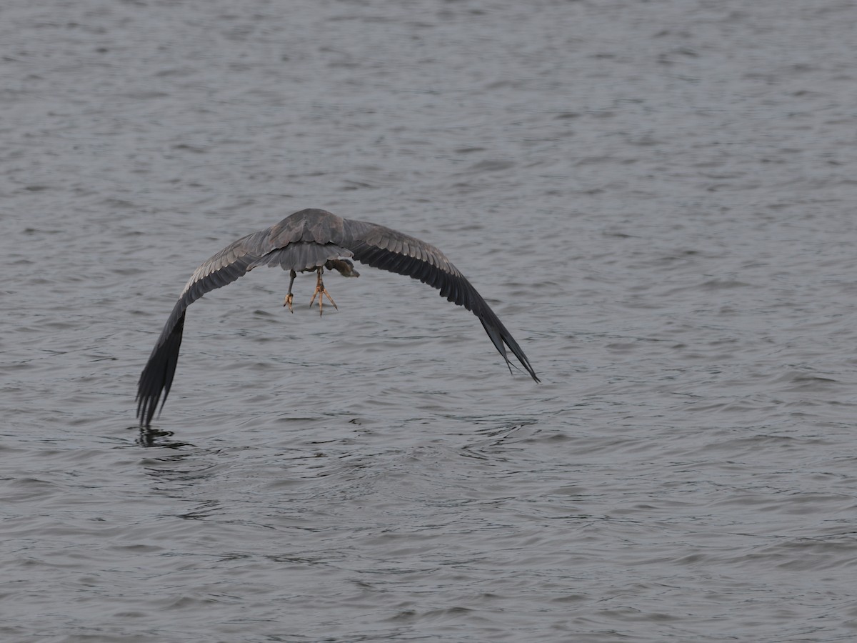 Great Blue Heron (Great Blue) - ML643586766