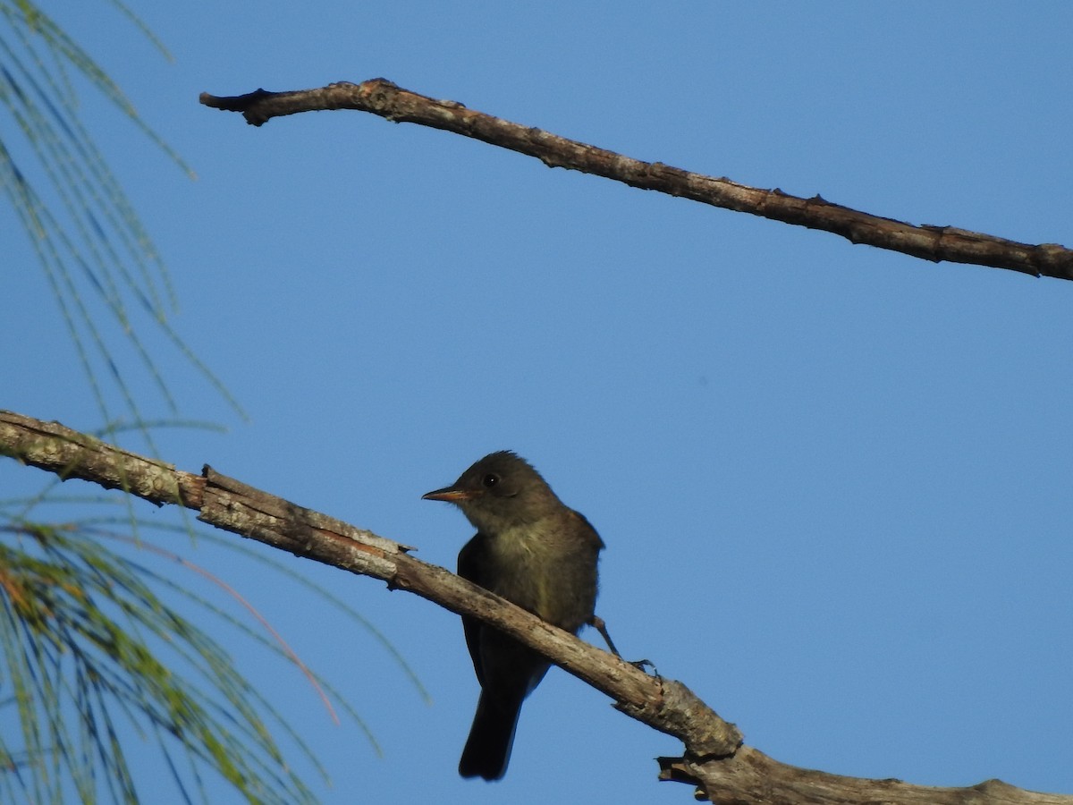 Eastern Wood-Pewee - ML643586775