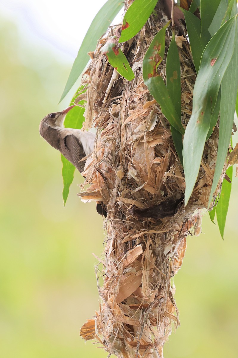 Brown-backed Honeyeater - ML643586788