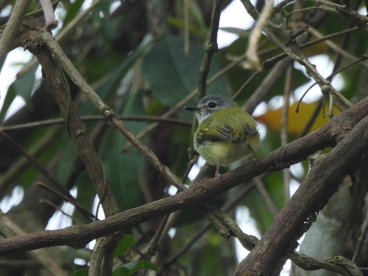 Microtyran à queue courte - ML643586789