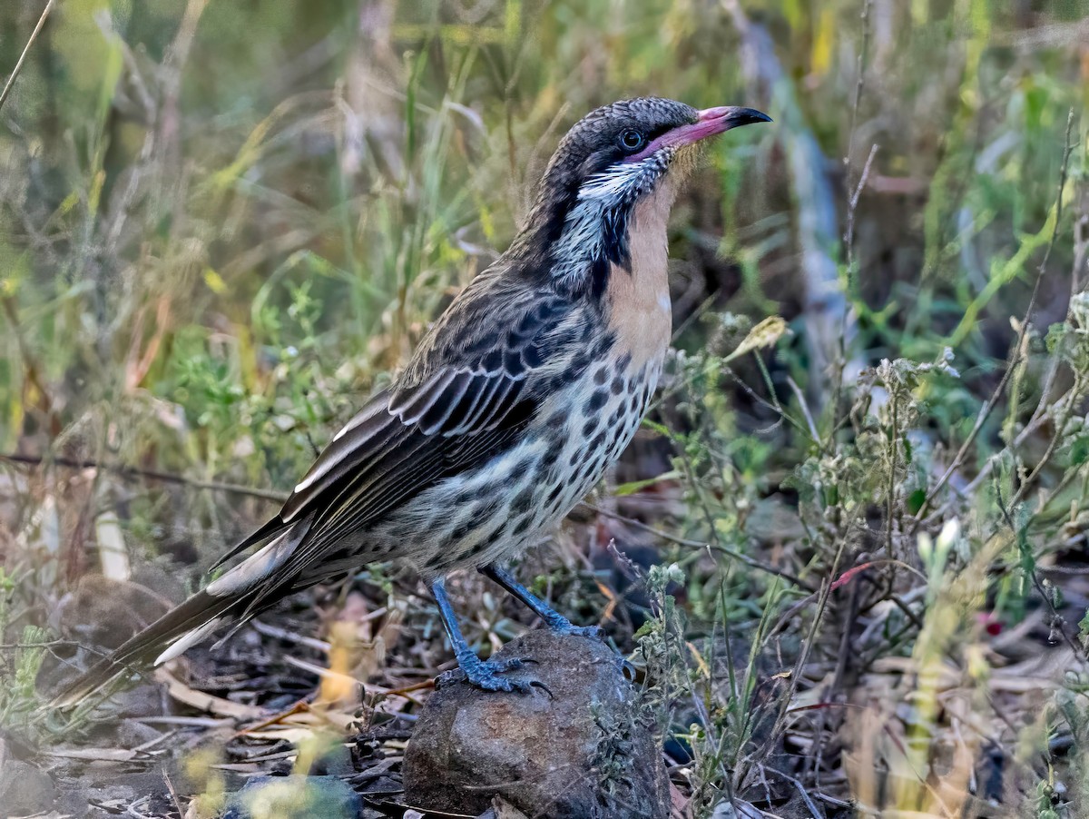 Spiny-cheeked Honeyeater - ML643586797