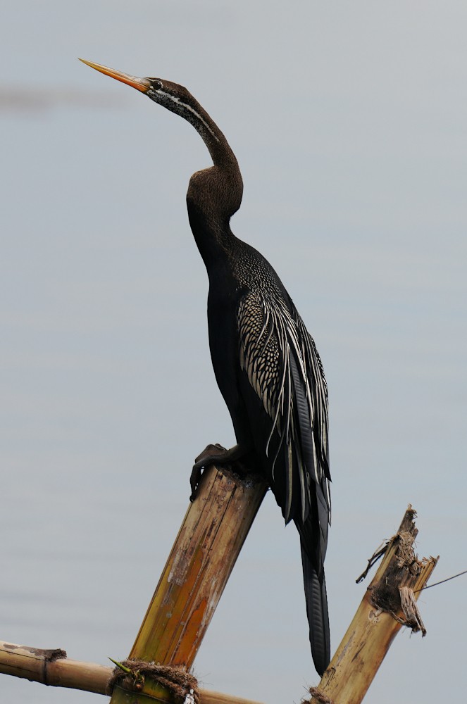 アジアヘビウ - ML643586802