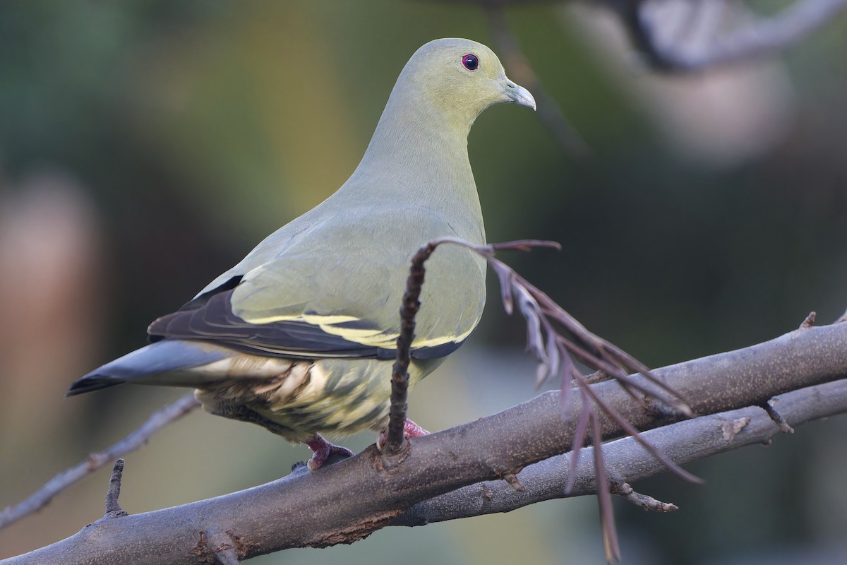 Pink-necked Green-Pigeon - ML643586807