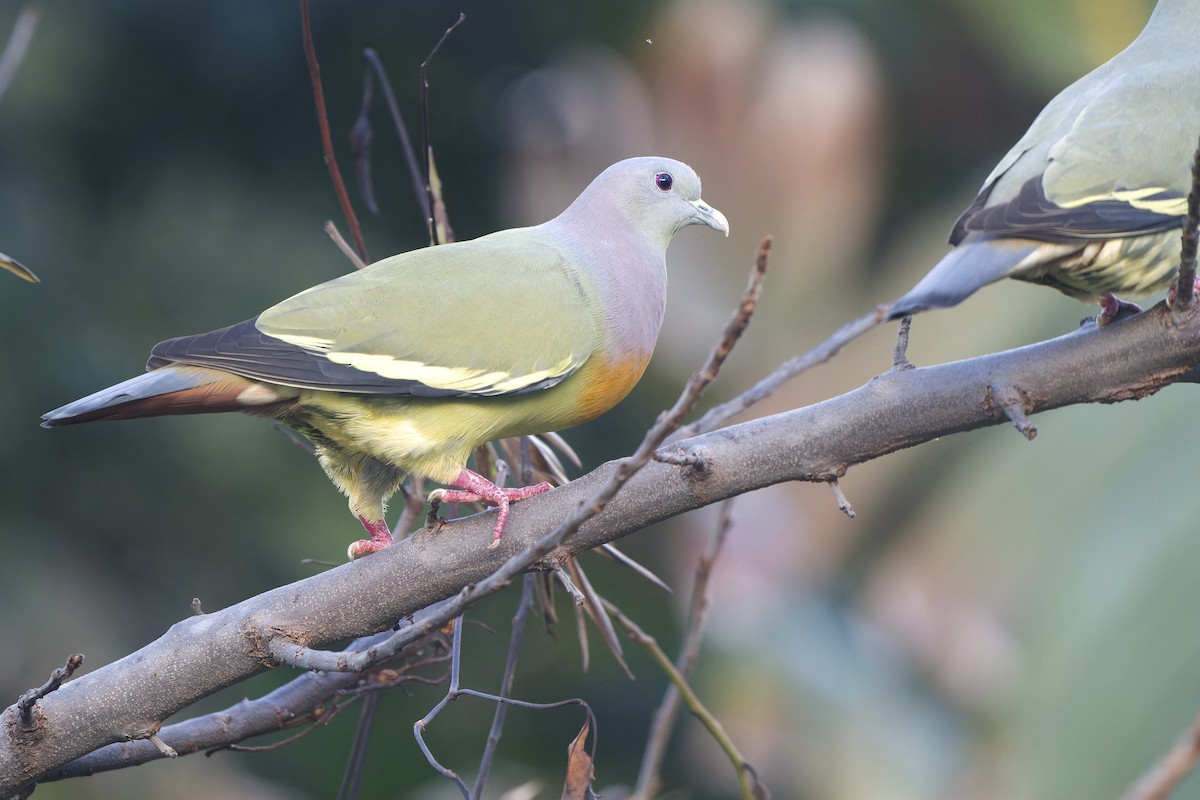 Pink-necked Green-Pigeon - ML643586808
