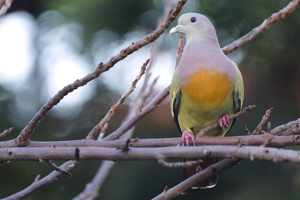 Pink-necked Green-Pigeon - ML643586809