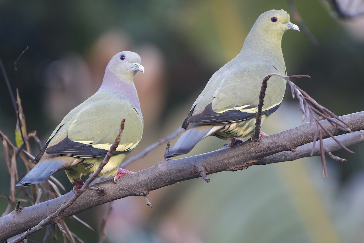 Pink-necked Green-Pigeon - ML643586810