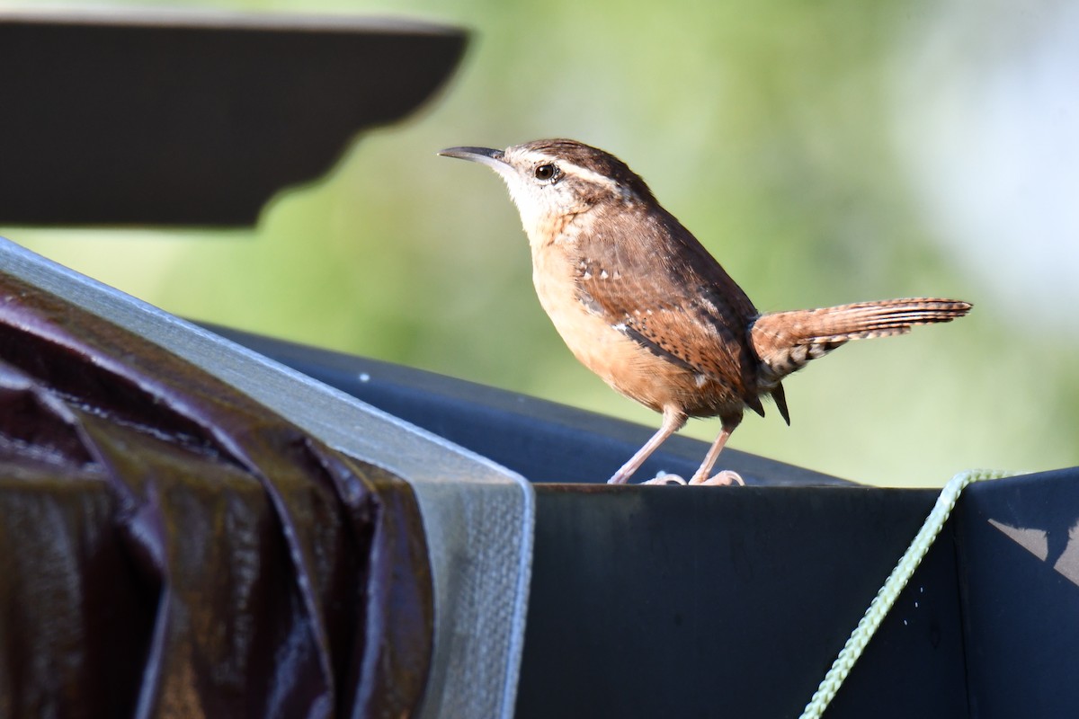 Carolina Wren - ML643586813