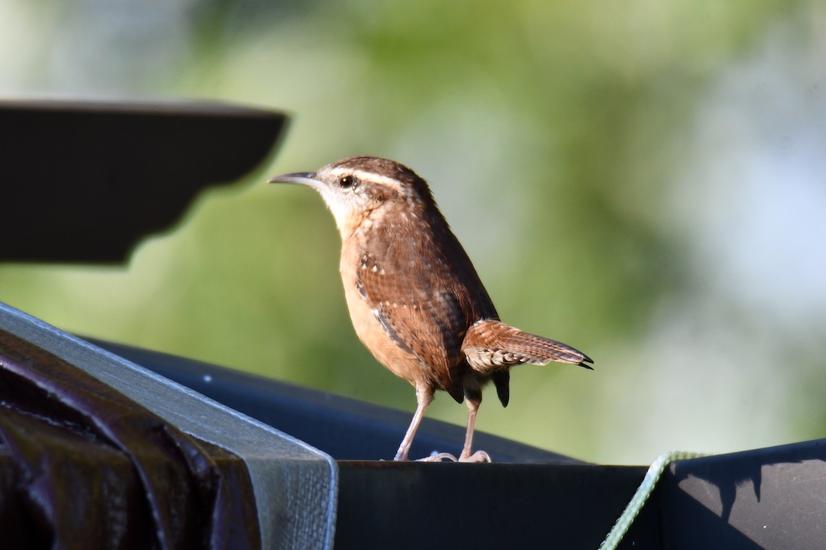 Carolina Wren - ML643586815