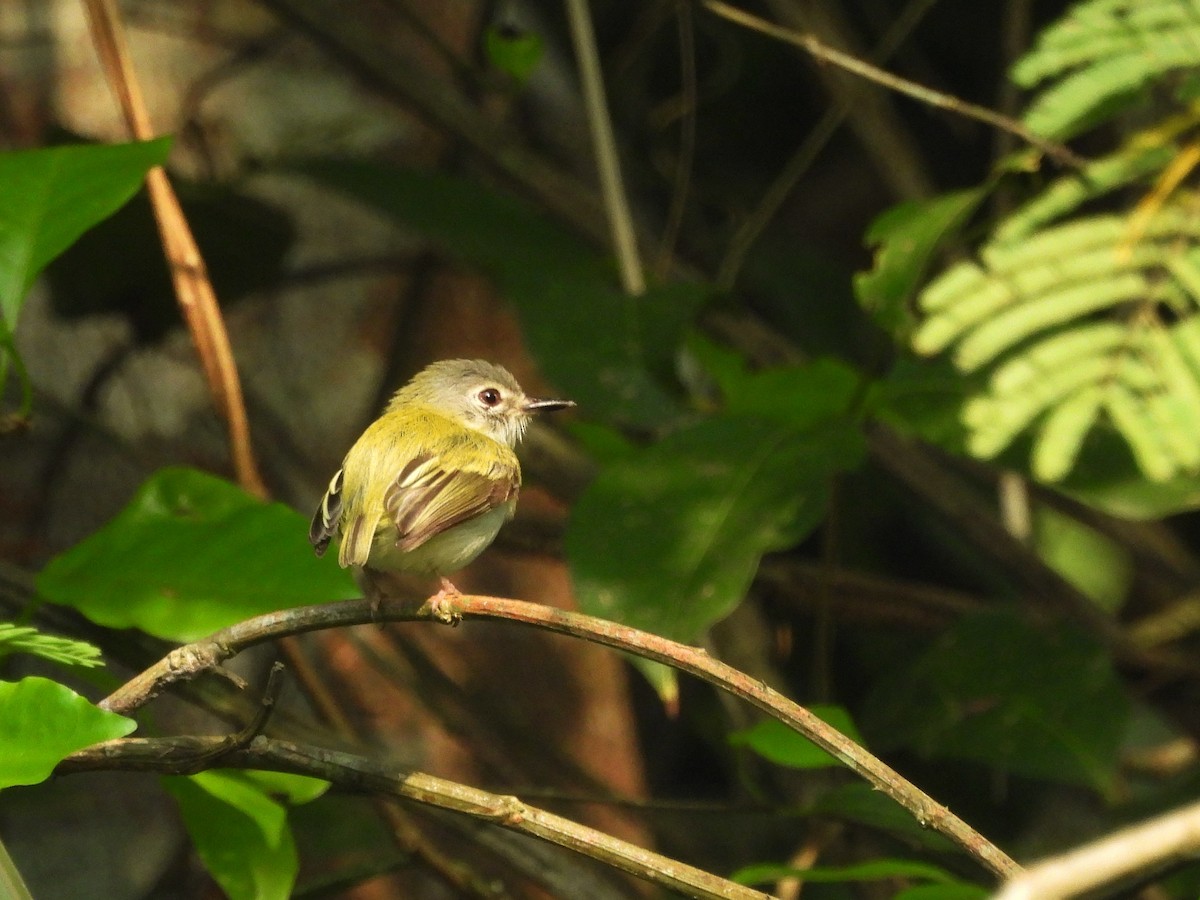 Microtyran à queue courte - ML643586829