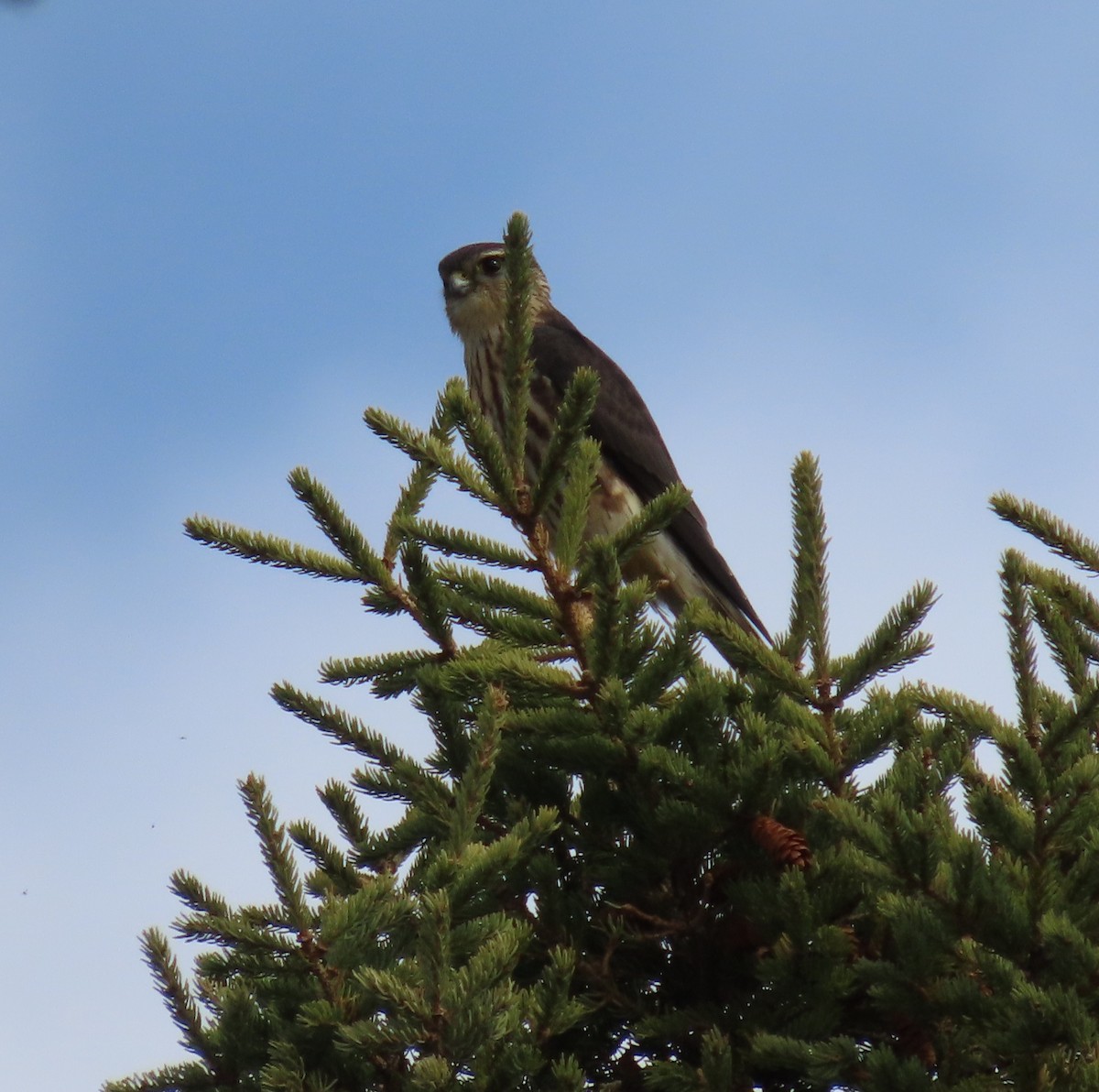 Merlin - ML643586830