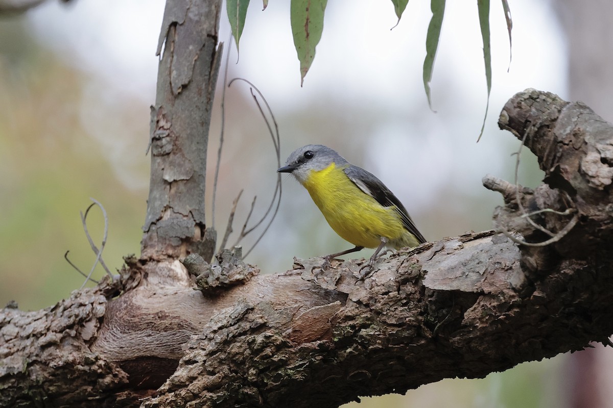 Eastern Yellow Robin - ML643586841