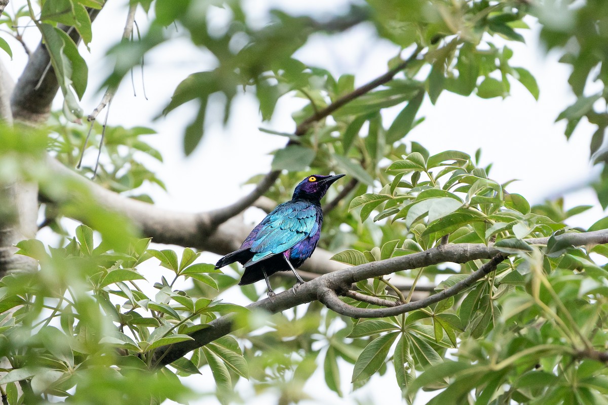 Purple Starling - ML643586863