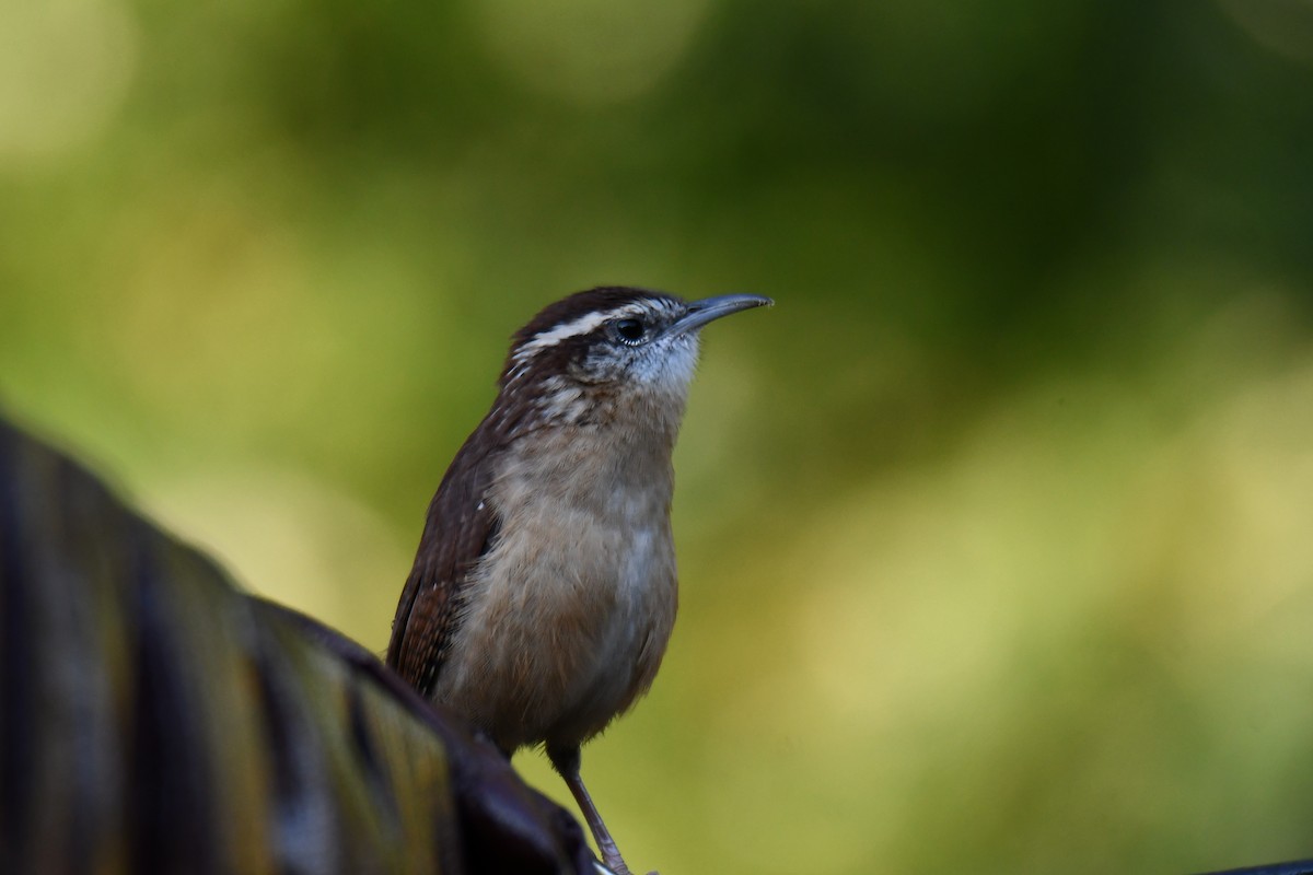 Carolina Wren - ML643586872