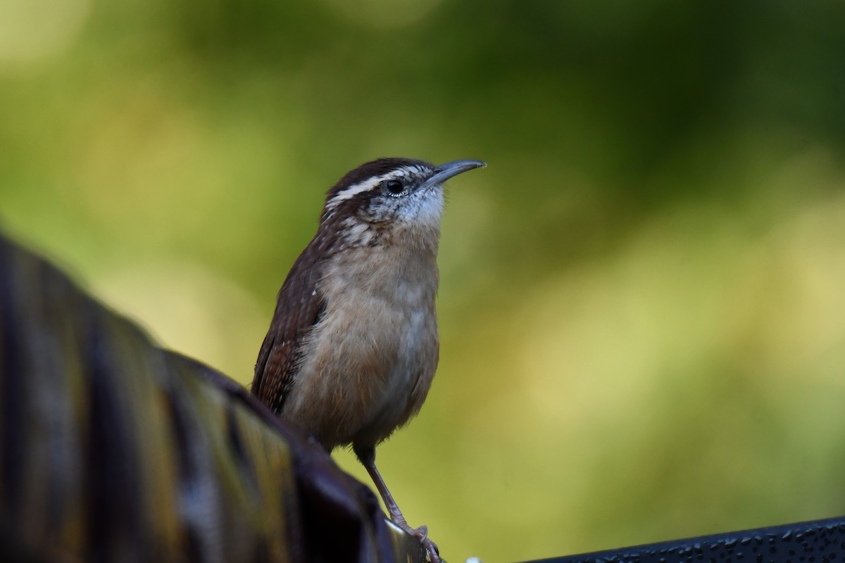 Carolina Wren - ML643586873