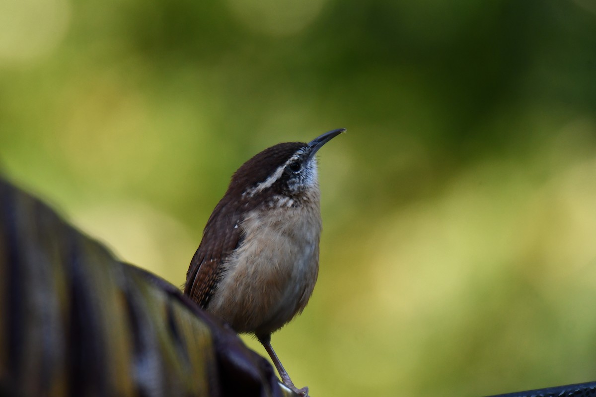 Carolina Wren - ML643586874