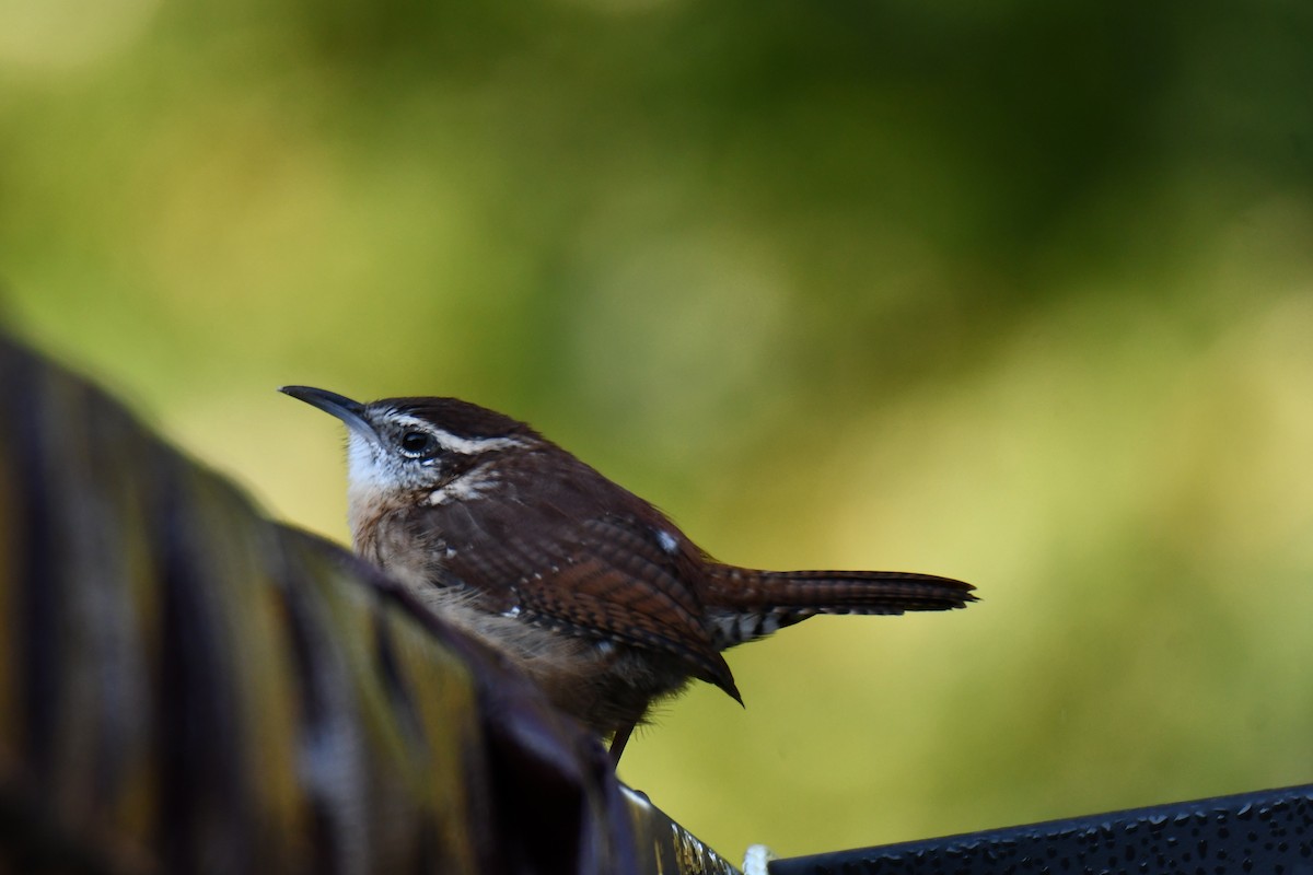 Carolina Wren - ML643586875