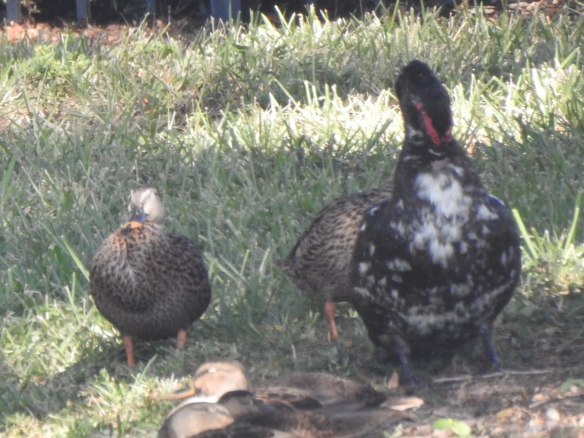 Muscovy Duck (Domestic type) - ML643586877
