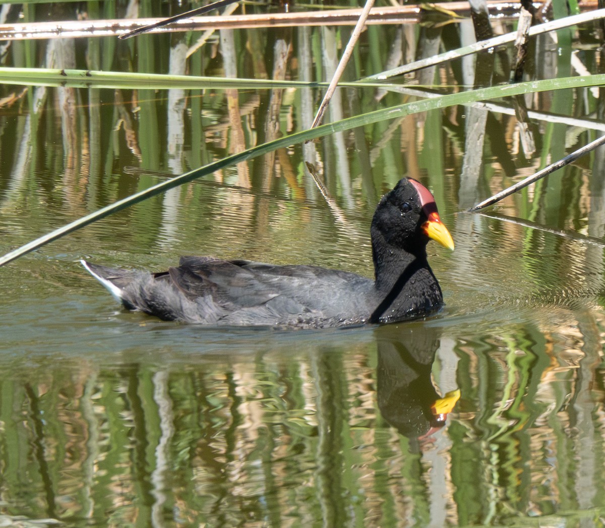 Red-fronted Coot - ML643586882