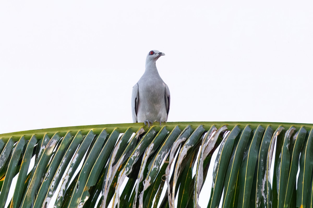 Pigeon argenté - ML643586906