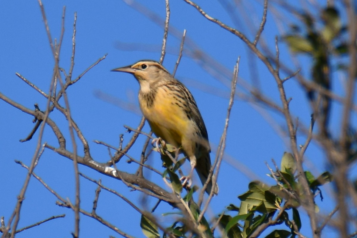 Eastern Meadowlark - ML643586910