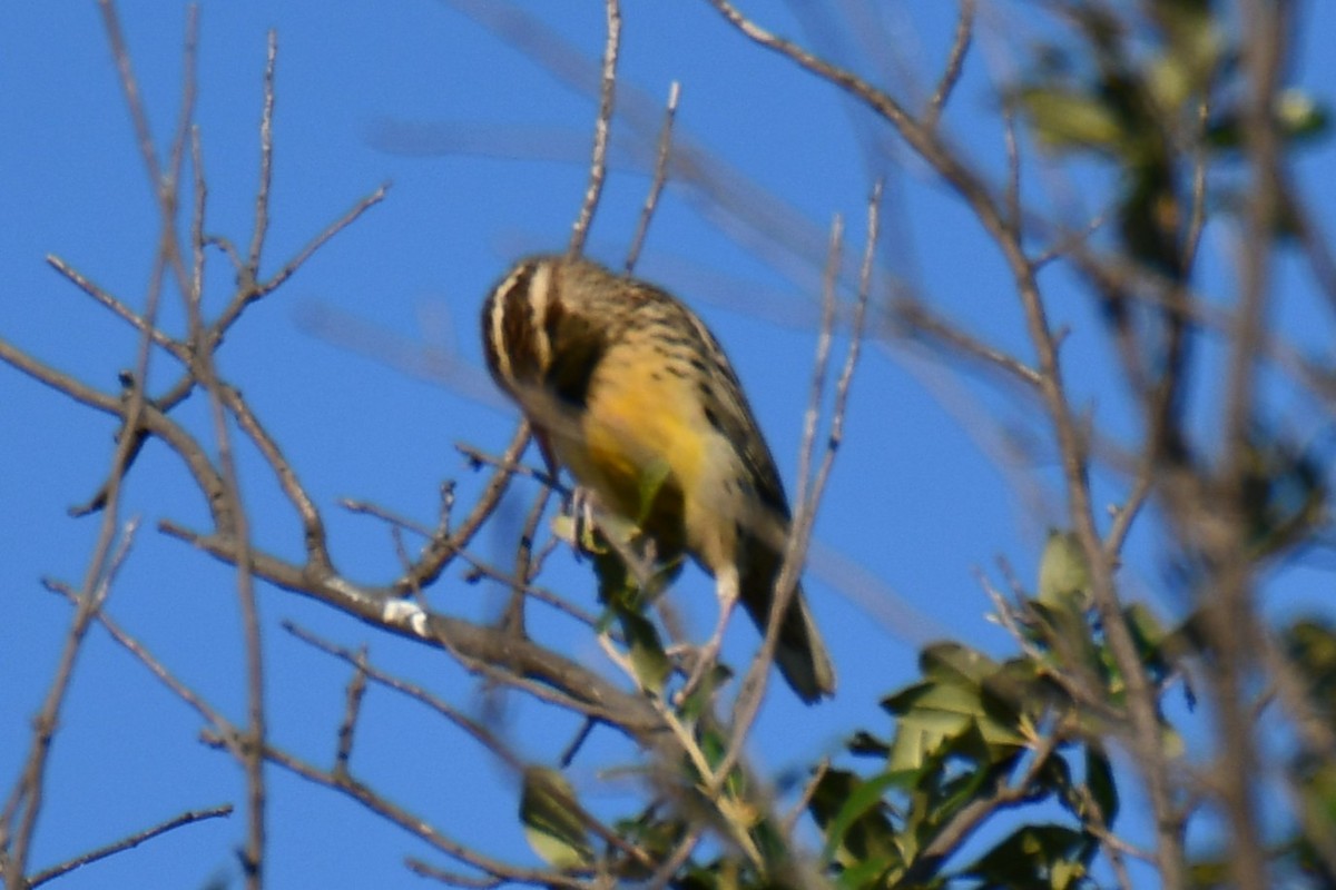 Eastern Meadowlark - ML643586913