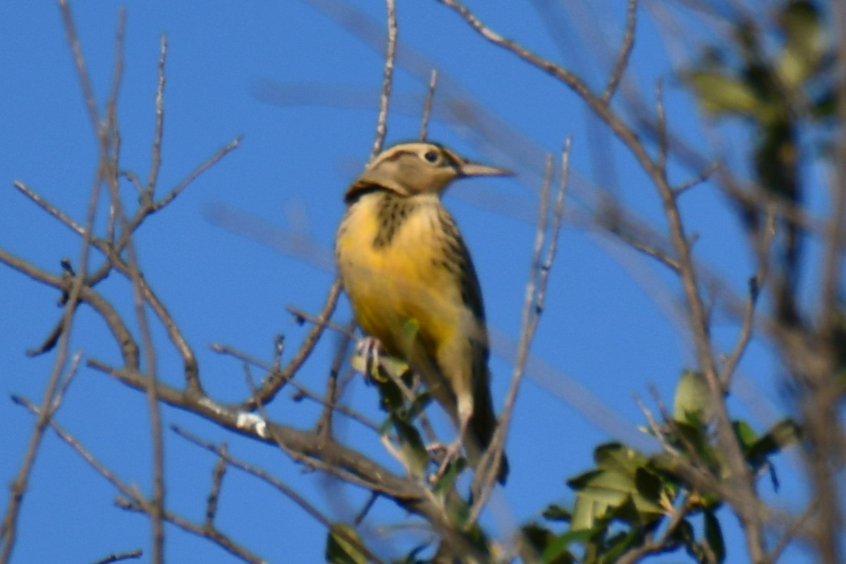 Eastern Meadowlark - ML643586915