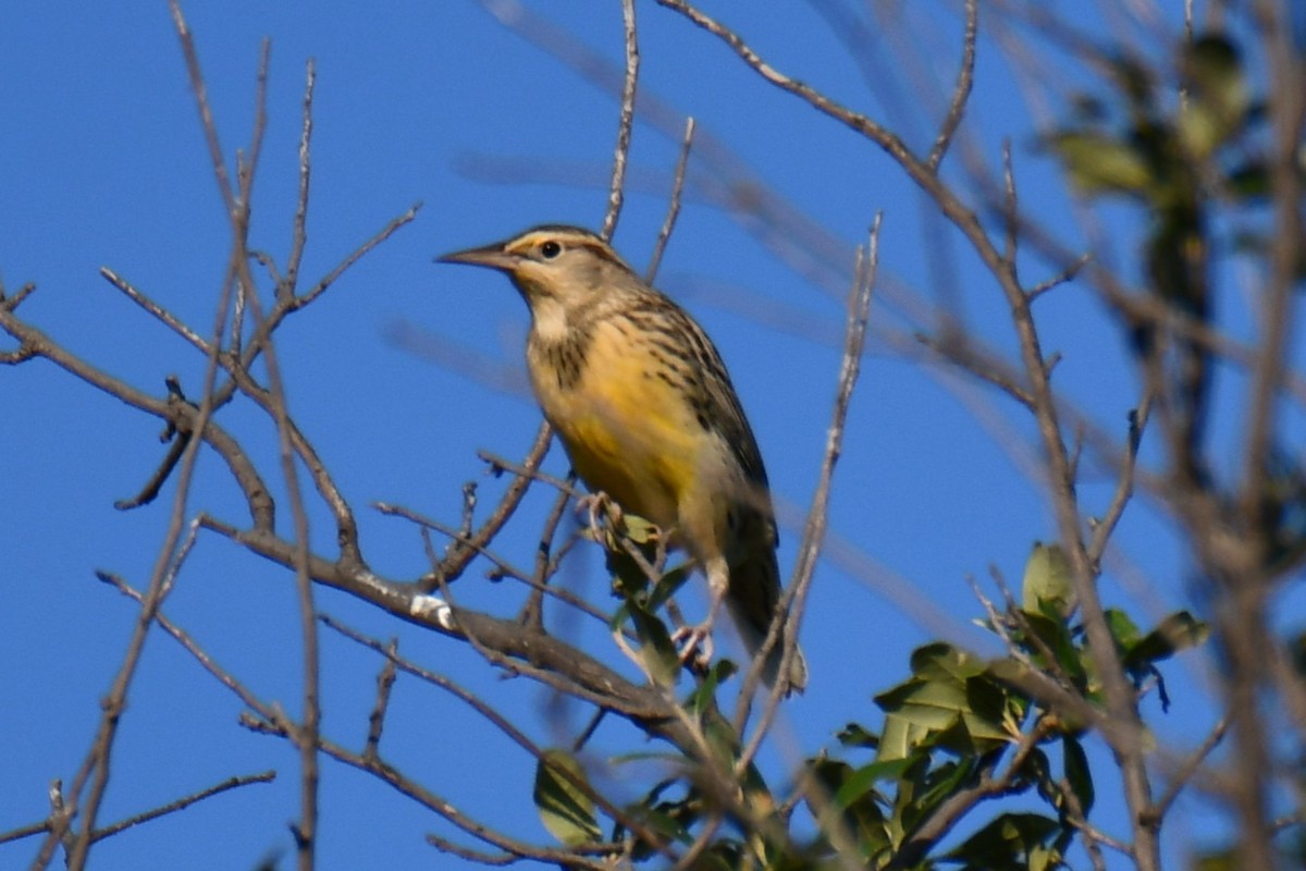 Eastern Meadowlark - ML643586916