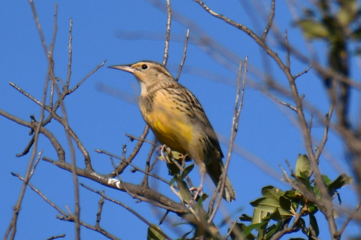 Eastern Meadowlark - ML643586917