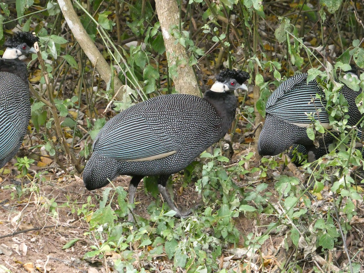 Southern Crested Guineafowl - ML643586934