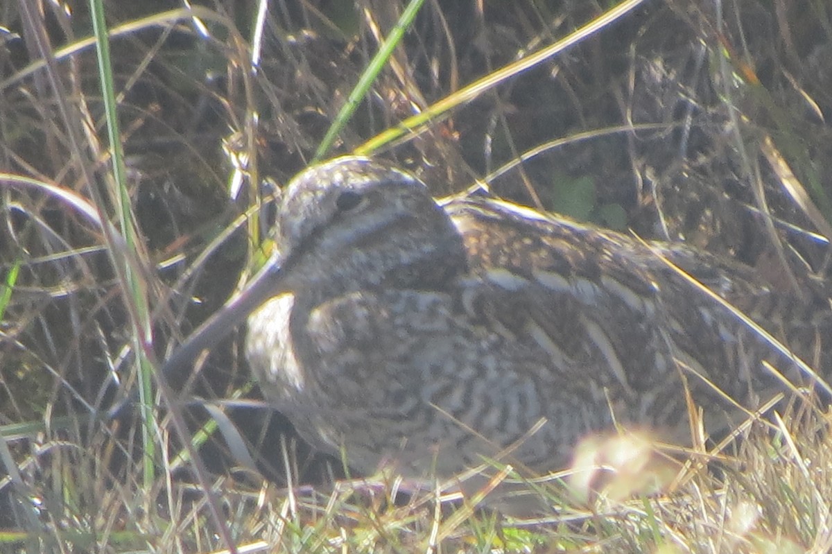 Өнчин хараалж - ML643586936