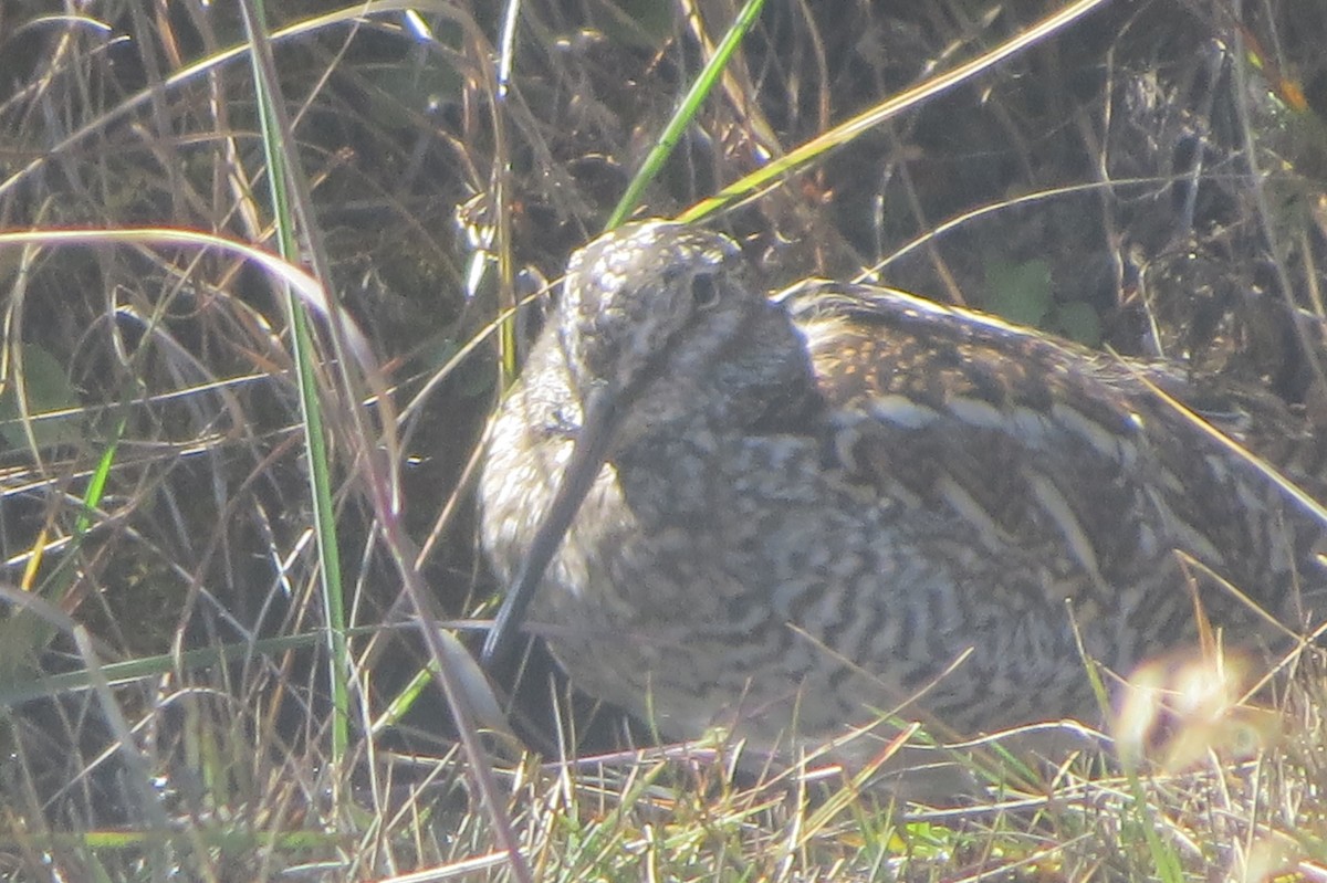 Өнчин хараалж - ML643586937